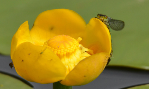 Gelbe Blume mit Insekt