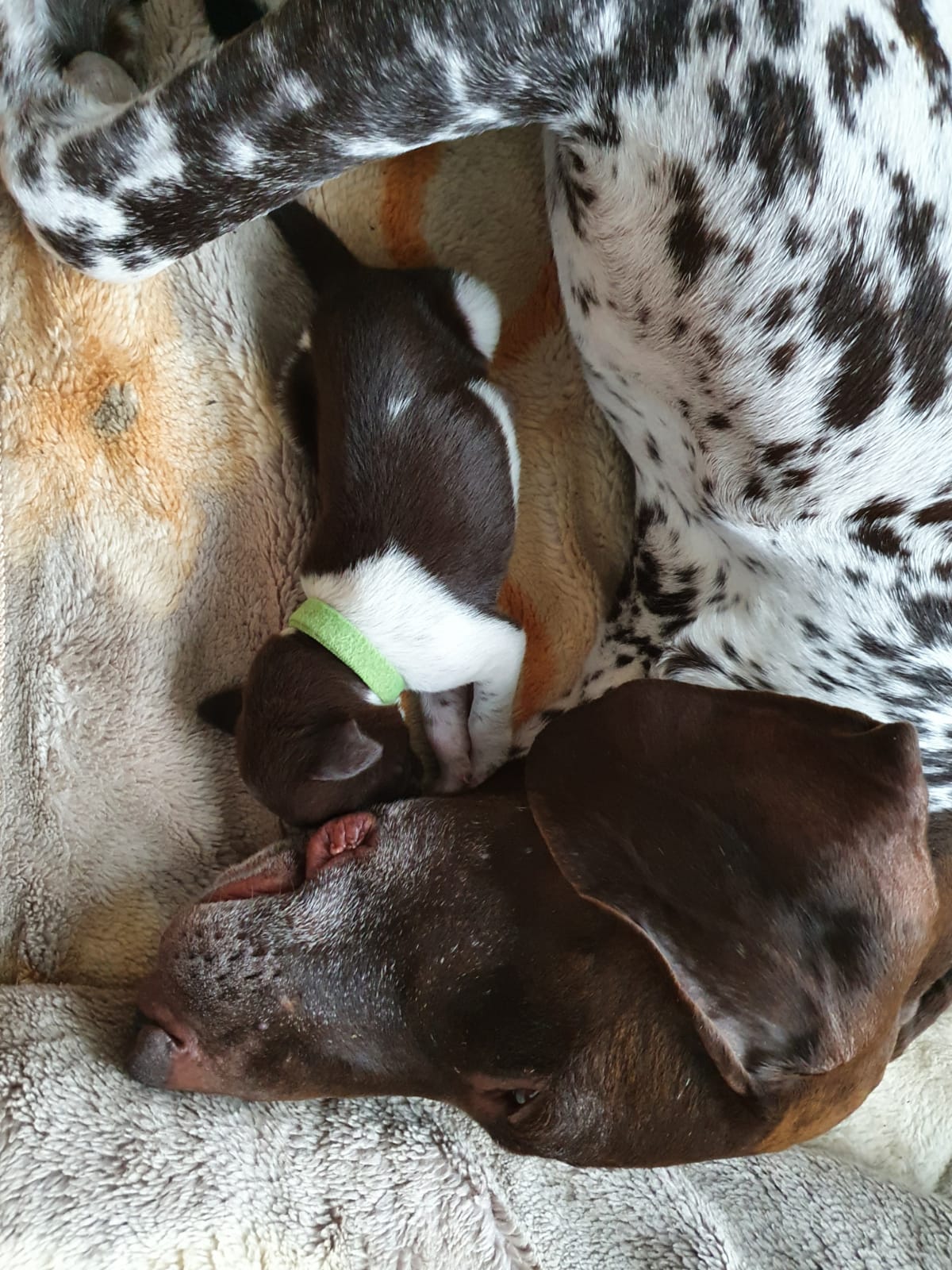 Seminar: Pränatale Therapie