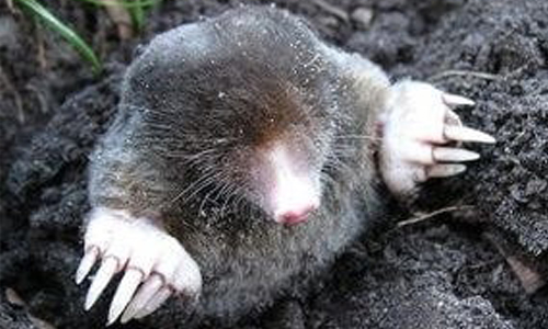 Seminar: Strategieberater des Glücks