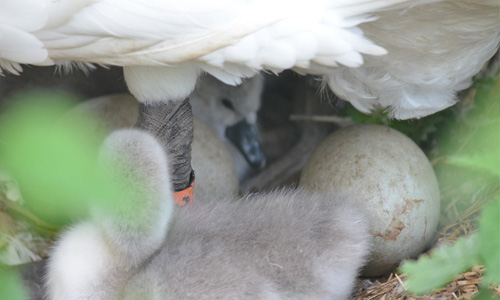 Seminar: Werde zum schützenden Kraftfeld
